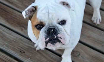 A short guide to the most popular bulldog breeds