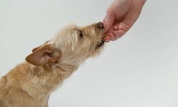 Choosing the best food to feed your dog