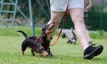 Doggie behavior: decoding what your dog’s actions mean