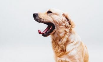 Why retriever breed dogs make the best pets