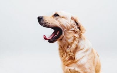 Why retriever breed dogs make the best pets