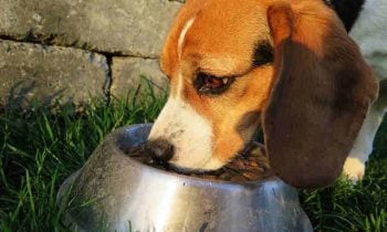 Essential ingredients of a healthy homemade dog food