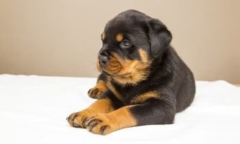 Why Rottweilers are great companions